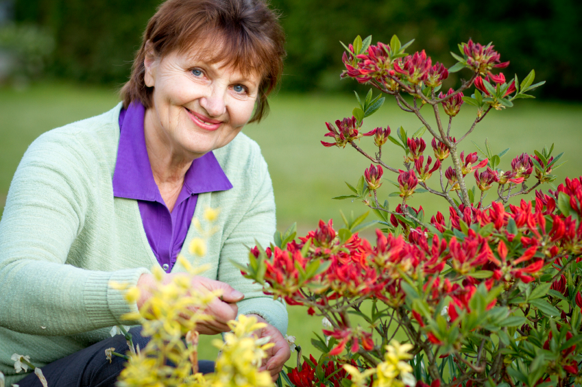 elderly senior woman gardening